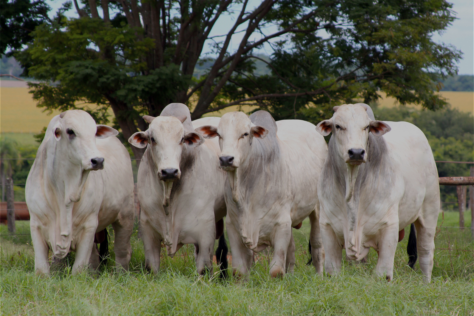 Meat - Beef, Lamb, Chicken, Dairy