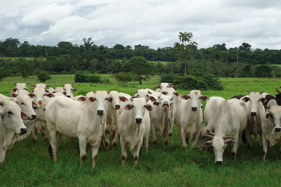 Cattle Livestock